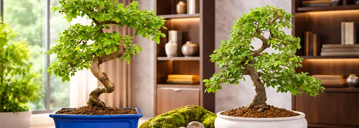 Bonsai Wholesale