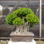 Chinese Ficus: A Complete Guide to Growing and Caring for This Beautiful Tree