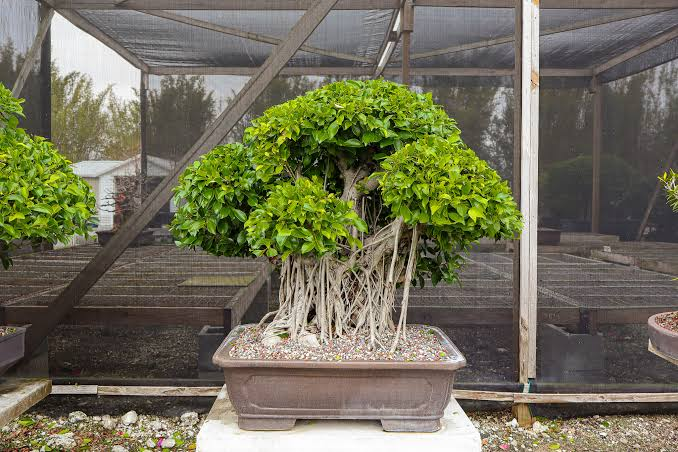 Chinese Ficus: A Complete Guide to Growing and Caring for This Beautiful Tree